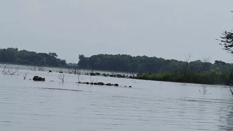 Streaming2023 08 13 09.56   OBS Hosting Screenshot by mr mahjong